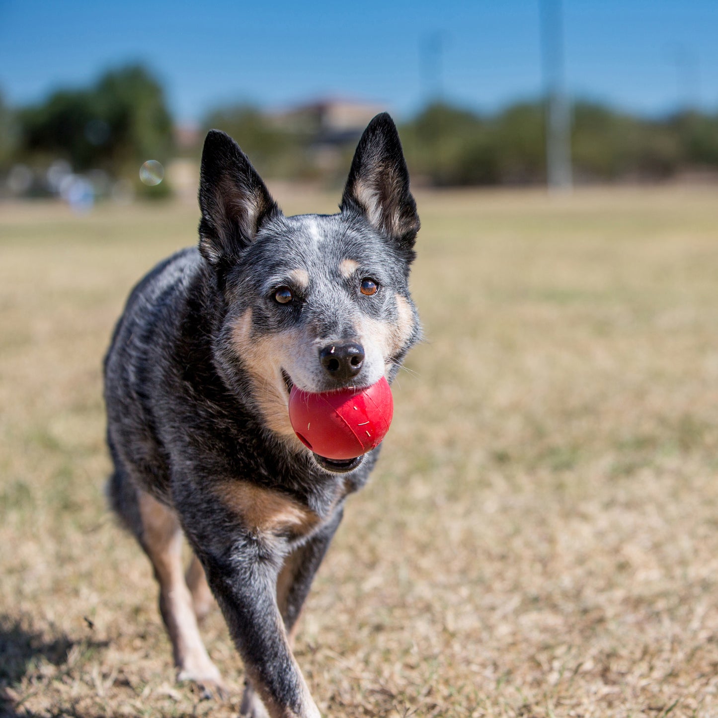 Kong Ball Gioco Palla Per Cani e Cuccioli