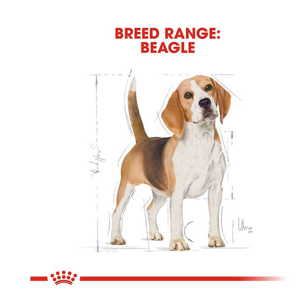 Royal Canin Beagle Adult Crocchette Per Cani Adulti e Anziani