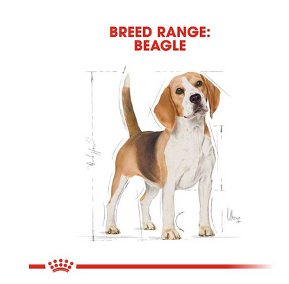 Royal Canin Beagle Adult Crocchette Per Cani Adulti e Anziani