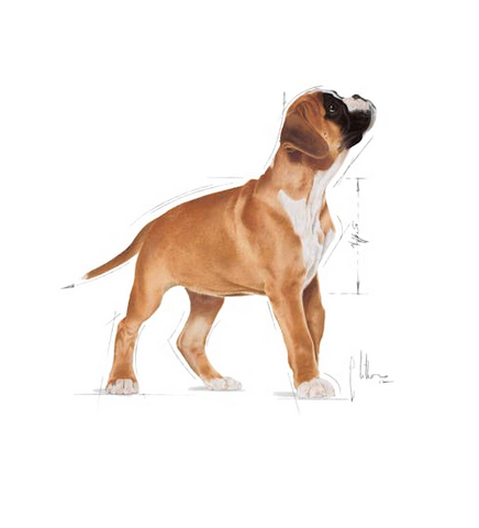 Royal Canin Boxer Puppy Crocchette Per Cuccioli