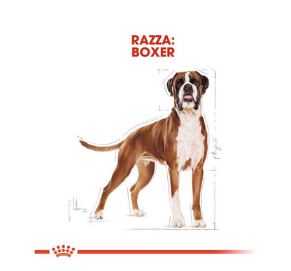 Royal Canin Boxer Adult 12 kg Crocchette Per Cani Adulti e Maturi