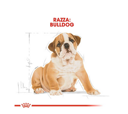 Royal Canin Bulldog Puppy Crocchette Per Cuccioli