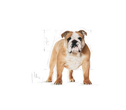 Royal Canin Bulldog Adult 12 kg Crocchette Per Cani Adulti e Maturi