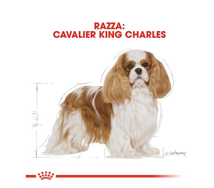 Royal Canin Cavalier King Charles Adult Crocchette Per Cani Adulti