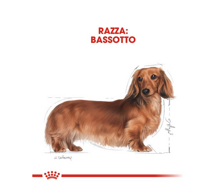 Royal Canin Bassotto Adult Crocchette Per Cani Adulti e Maturi