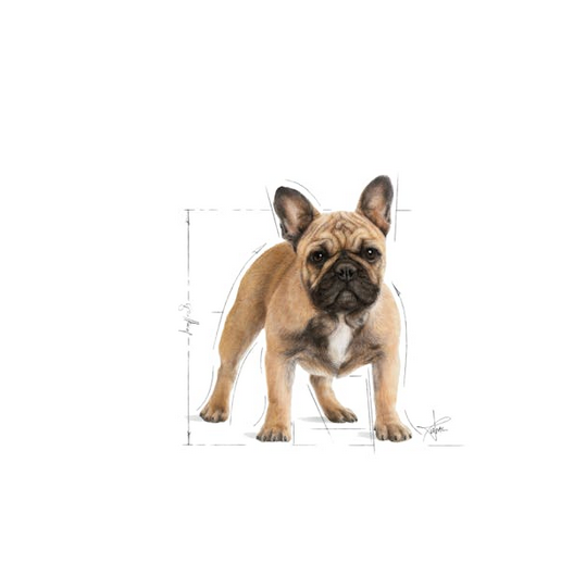 Royal Canin French Bulldog Adult Crocchette Per Cani Adulti e Maturi