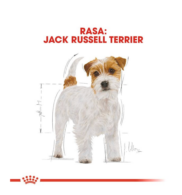 Royal Canin Jack Russel Terrier Adult 3 kg Crocchette Per Cani Adulti e Maturi