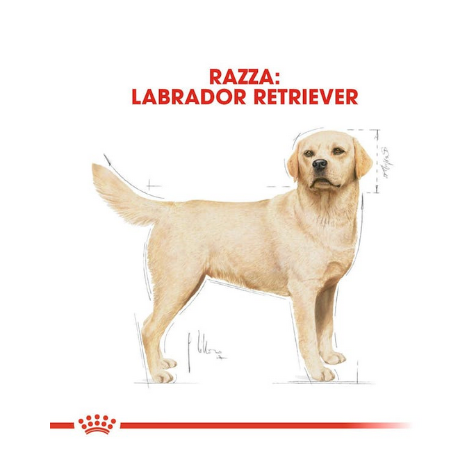 Royal Canin Labrador Retrivier Adult Crocchette Per Cani Adulti e Maturi