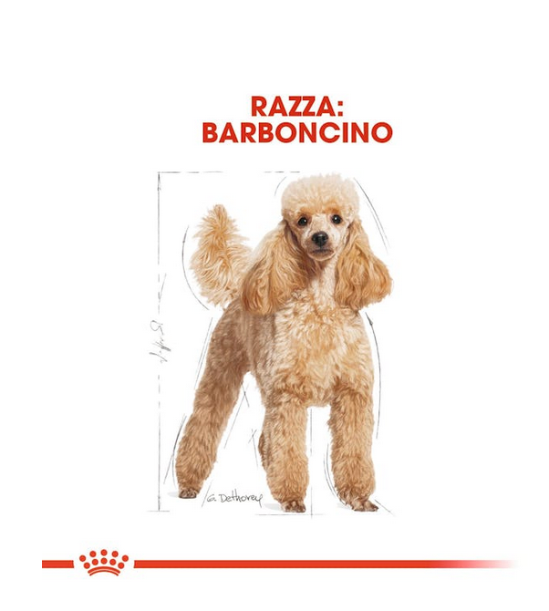 Royal Canin Poodle Adult Crocchette Per Barboncini Adulti e Maturi