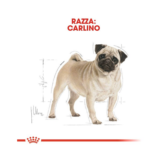 Royal Canin Pug Adult Crocchette Per Carlini Adulti e Maturi