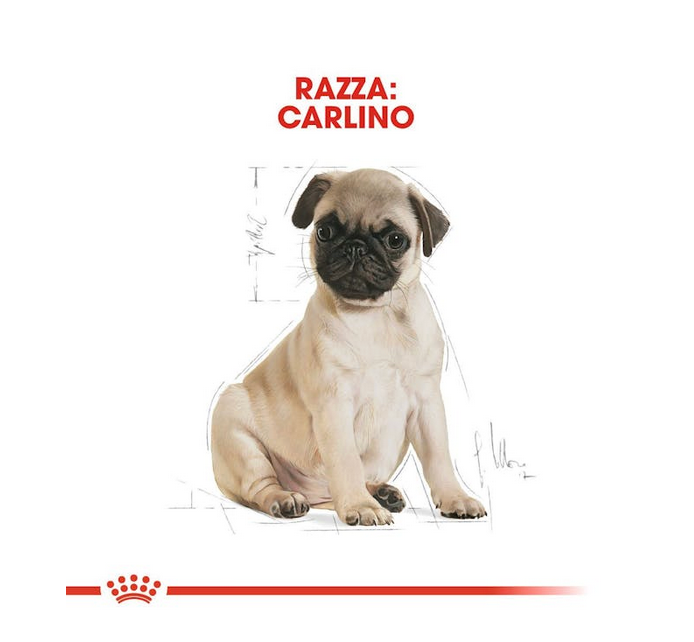 Royal Canin Pug Puppy 1,5 kg Crocchette Per Carlini Cuccioli