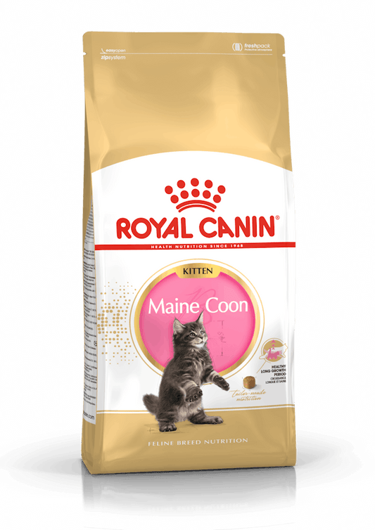 Royal Canin Kitten Maine Coon Cibo Secco per Gattini